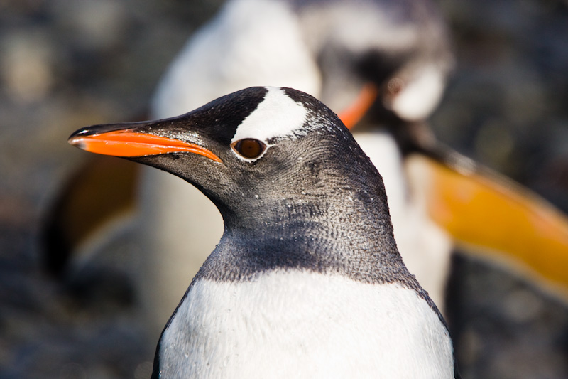 Gentoo Penguin